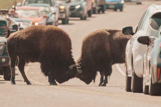 The Environmental Toll of Over-Tourism: Threats to National Parks